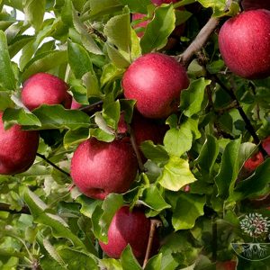 Malus domestica PUNAHILKKA (RÖDLUVAN)