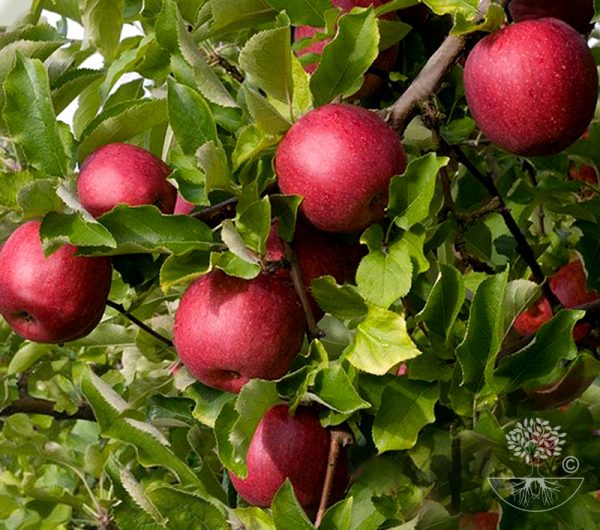 Malus domestica PUNAHILKKA (RÖDLUVAN)