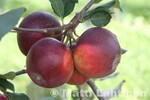 Malus domestica PEKKA