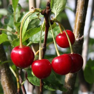 Prunus cerasus SIKKOLAN KIRSIKKA