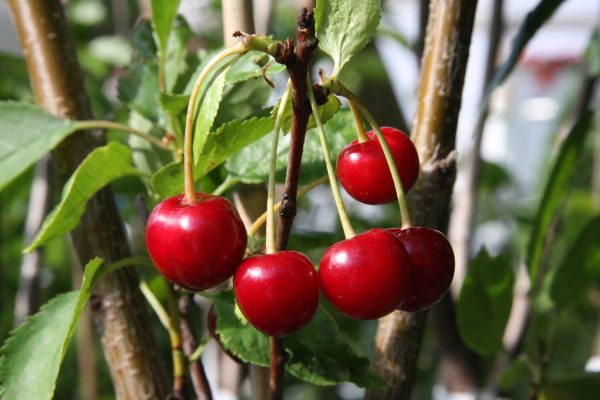 Prunus cerasus SIKKOLAN KIRSIKKA