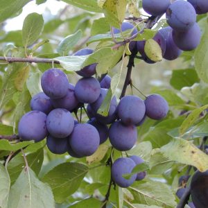 Prunus domestica SINIKKA