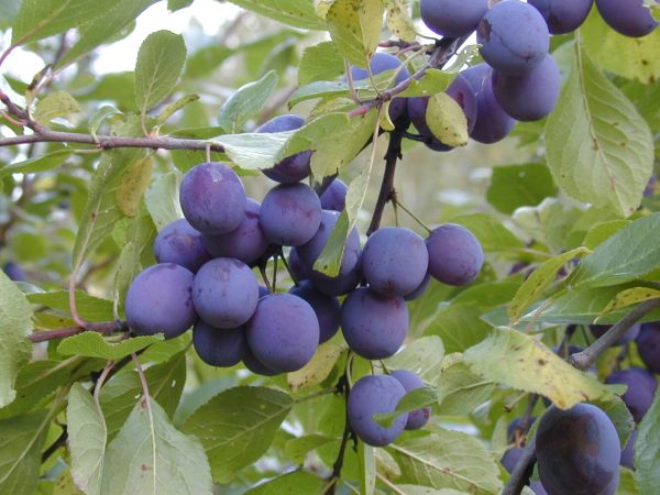 Prunus domestica SINIKKA