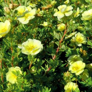 Dasiphora fr. LEMON MERINGUE