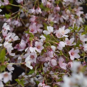 Prunus incisa Kojou-no-mai