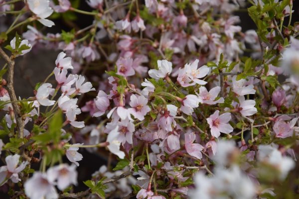 Prunus incisa Kojou-no-mai