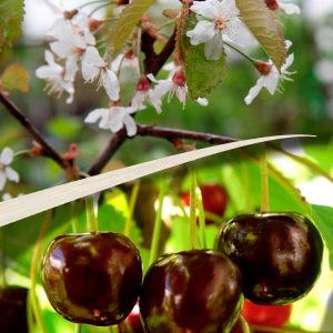 Prunus avium MEELIKA