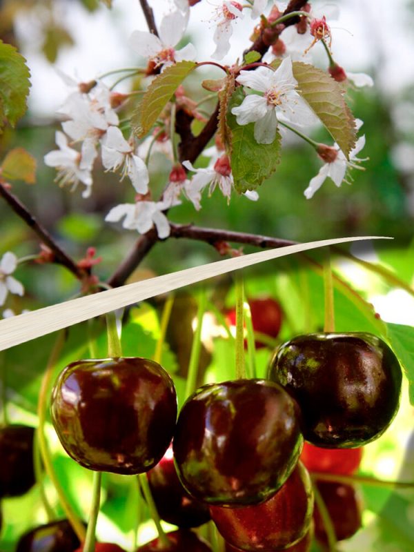 Prunus avium MEELIKA