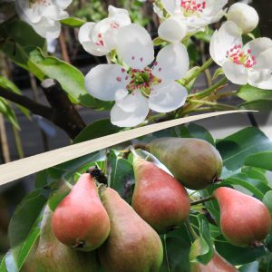 Pyrus communis PEPI
