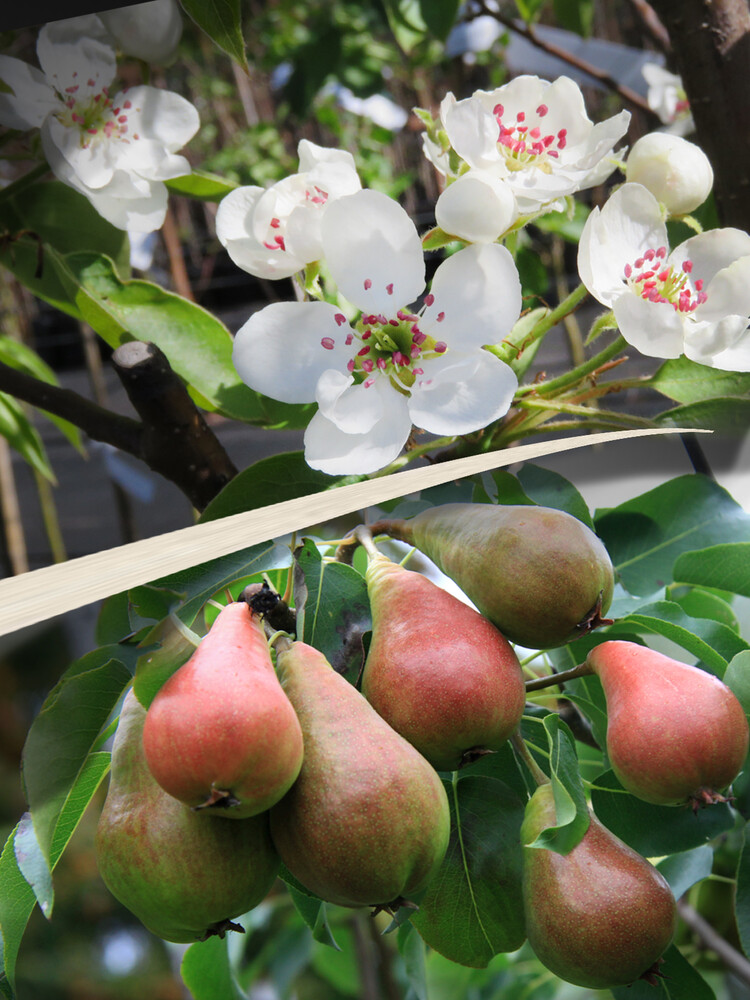 Pyrus communis PEPI