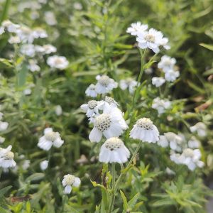 Achillea ptarmica THE PEARL