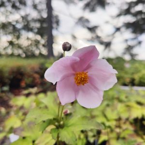 Anemone hupehensis SEPTEMBER CHARM