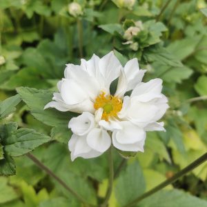 Anemone x hybrida WHIRLWIND