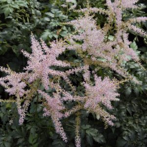 Astilbe simplicifolia HENNIE GRAAFLAND