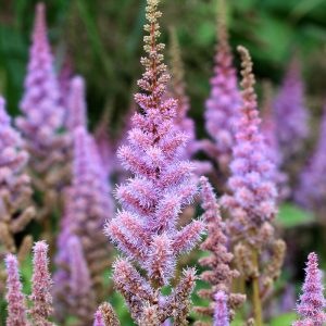 Astilbe chinensis PUMILA
