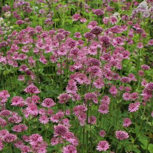 Astrantia major
