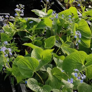 Brunnera macrophylla