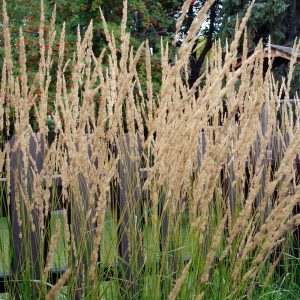 Calamagrostis x acutiflora KARL FOERSTER