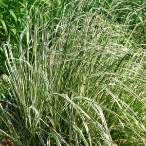 Calamagrostis x acutiflora OVERDAM