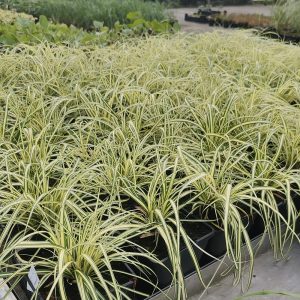 Carex oshimensis EVERGOLD