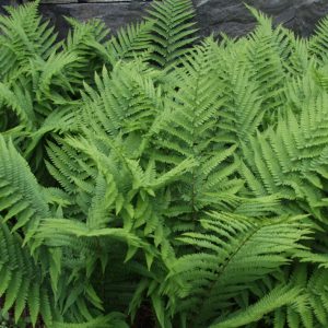 Dryopteris filix-mas