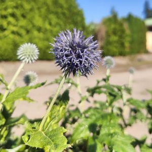 Echinops bannaticus TAPLOW BLUE