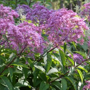 Eupatorium maculatum ATROPURPUREUM