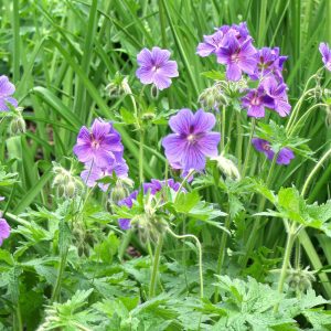 Geranium magnificum