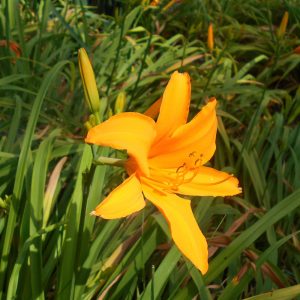 Hemerocallis hybride ATEN