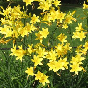 Hemerocallis lilioasphodelus (FLAVA)