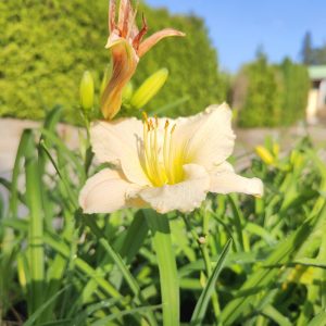 Hemerocallis LONGFIELDS BEAUTY