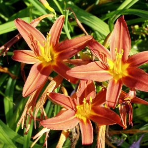 Hemerocallis SAMMY RUSSELL