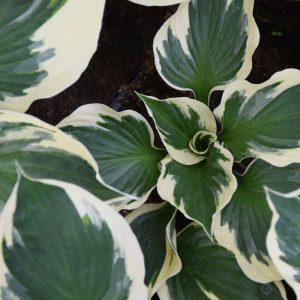 Hosta fortunei MINUTEMAN