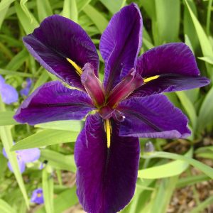 Iris Louisiana Black Gamecock