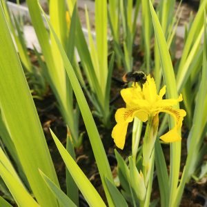 Iris pseudacorus
