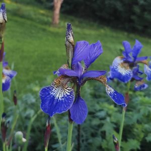 Iris sibirica CAESAR′S BROTHER