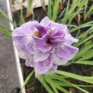 Iris sibirica PINK PARFAIT