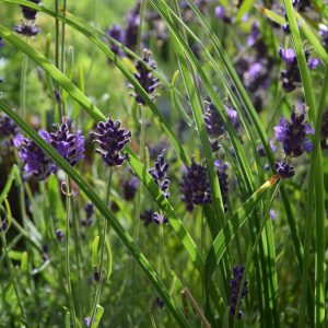 Lavandula angustifolia HIDCOTE