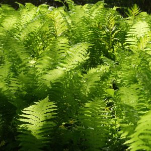 Matteuccia struthiopteris