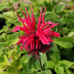 Monarda didyma CAMBRIDGE SCARLET