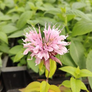 Monarda didyma CROFTWAY PINK