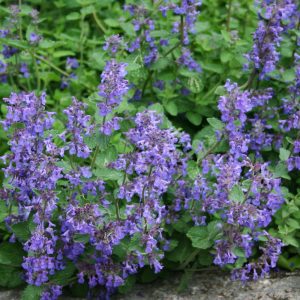 Nepeta faassenii