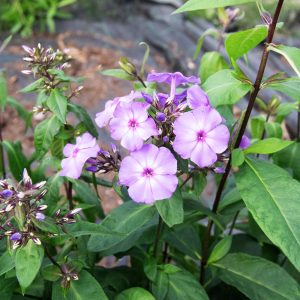 Phlox paniculata BLUE BOY