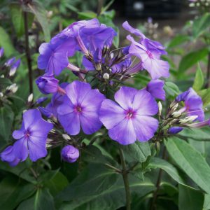 Phlox paniculata BLUE PARADISE