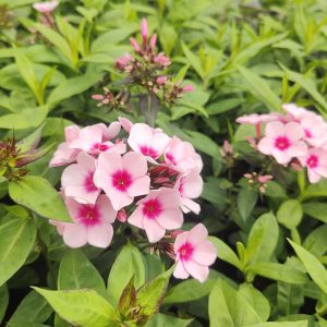 Phlox paniculata BRIGHT EYES