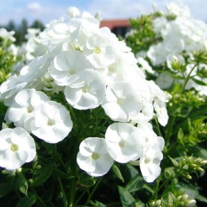 Phlox paniculata DANIELLE