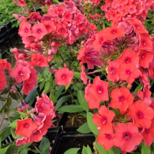 Phlox paniculata ORANGE PERFECTION