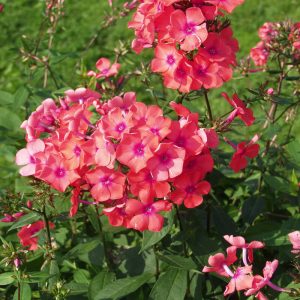 Phlox paniculata SPITFIRE