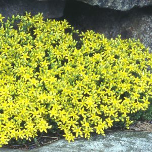 Sedum acre