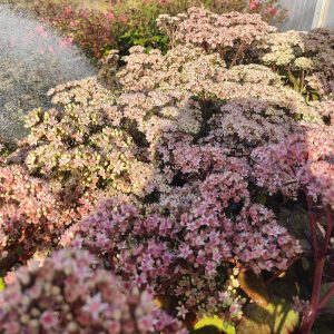 Sedum telephium CARL